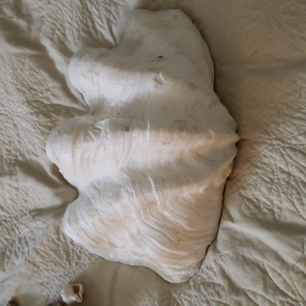 Large sea shell - Picture 3 of 4